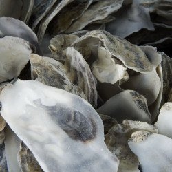 COQUILLE HUITRE 5KG